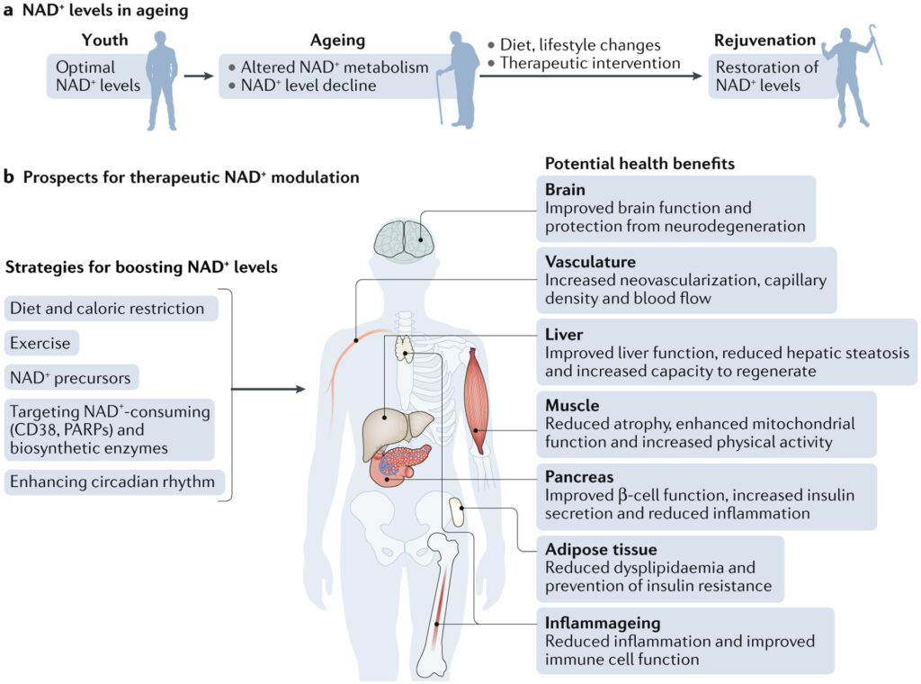 Potential health benefits of NAD+ IV therapy in various body systems. Source: Nature Reviews Molecular Cell Biology